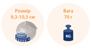 15 тижнів вагітності