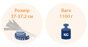 28 тижнів вагітності