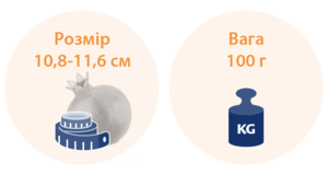 16 тижнів вагітності
