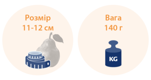 17 тижнів вагітності