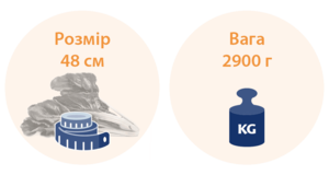 37 тижнів вагітності
