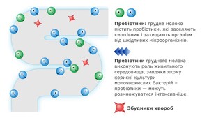  пробіотик для чого
