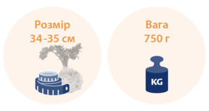  25 тижнів вагітності