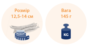 18 тижнів вагітності