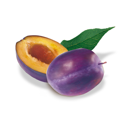 Слива